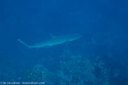 BD-111123-Raja-Ampat-5095-Triaenodon-obesus-(Rüppel.-1837)-[Whitetip-reef-shark.-Vitspetsig-revhaj].jpg